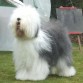 CH JUST FOR FUN OF BAYROETH DE EDEN
TOP BOBTAIL EN UK